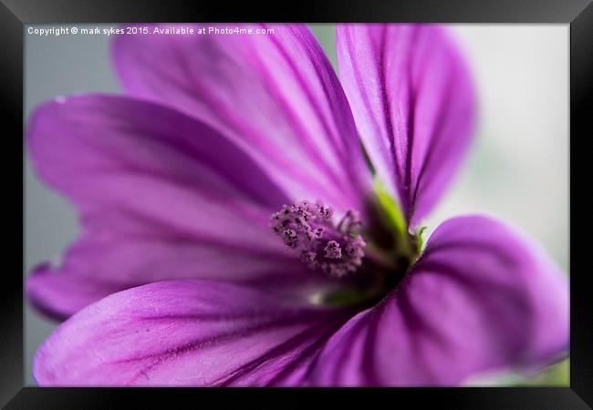  Macro Flower - Common Mallow Framed Print by mark sykes