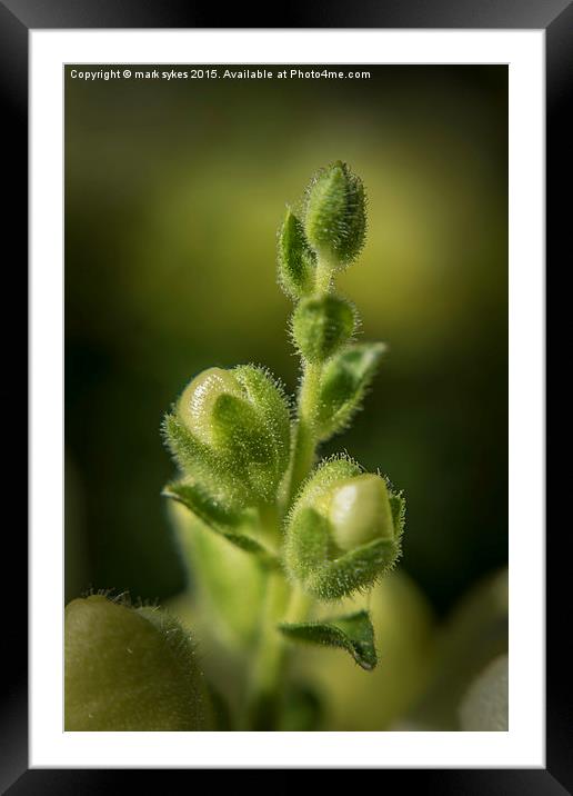 Autumnal Buds Framed Mounted Print by mark sykes