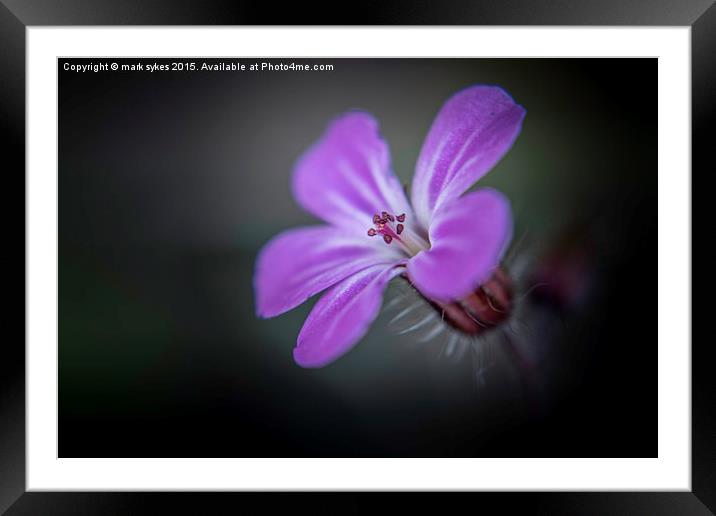  An English Natural Meadow Weed Blooms Framed Mounted Print by mark sykes