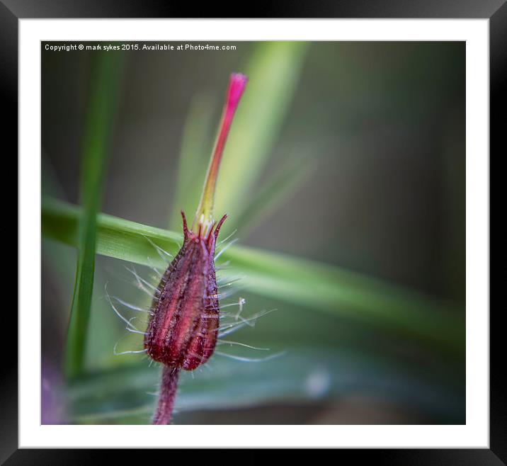  A Weed In The Grass Framed Mounted Print by mark sykes
