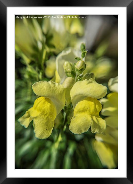  Mellow Yellow Framed Mounted Print by mark sykes