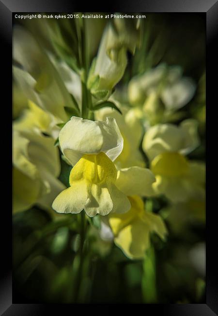 Abstract Macro Bloom Framed Print by mark sykes