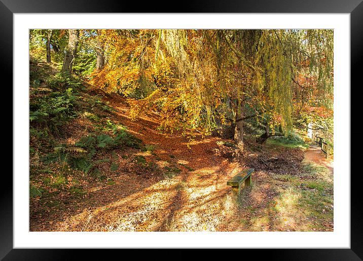  Autumn Bench Framed Mounted Print by Graham Jackson
