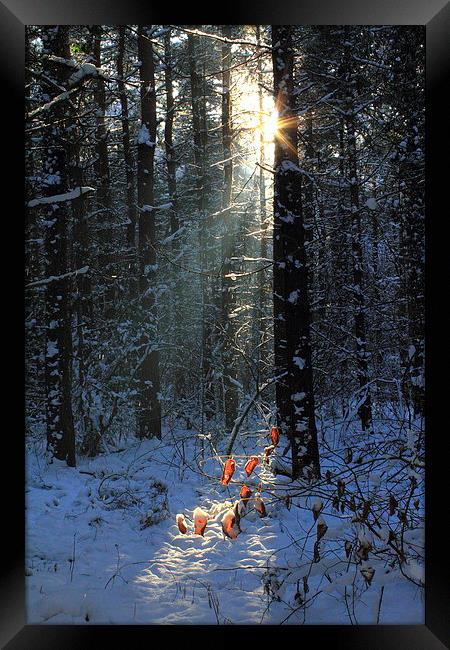  Forest Snow Framed Print by Graham Jackson