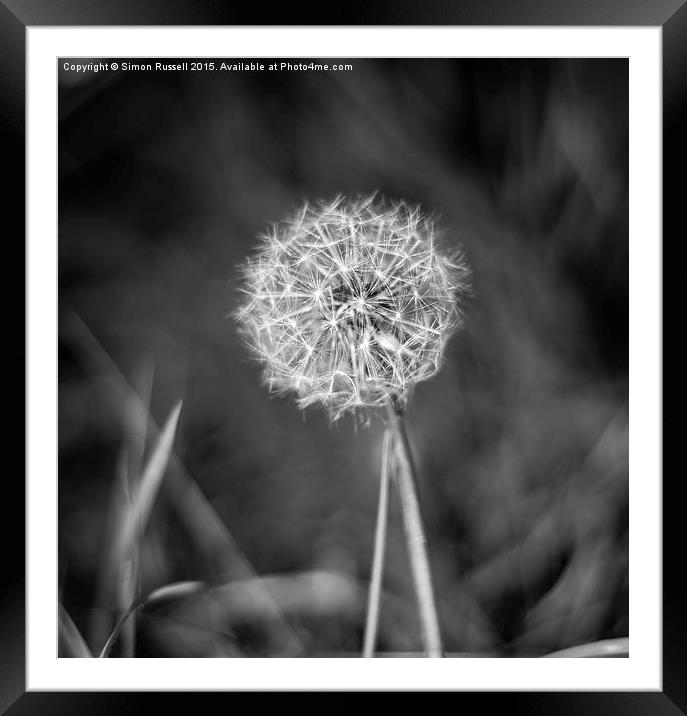  Dandelion Clock Framed Mounted Print by Simon Russell