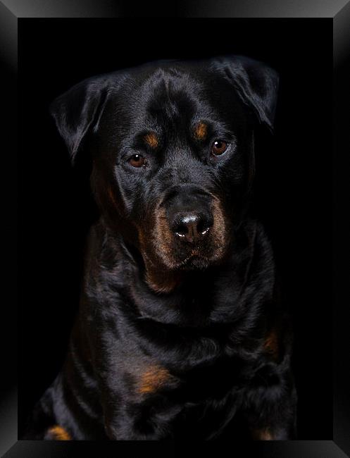  Rottweiler portrait Framed Print by Jade Scott