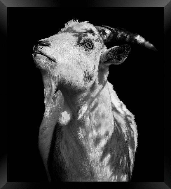  Oh Holy Goat Framed Print by Jade Scott
