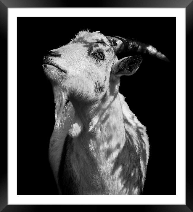  Oh Holy Goat Framed Mounted Print by Jade Scott