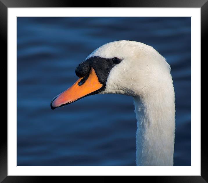 White Swan Framed Mounted Print by Jade Scott