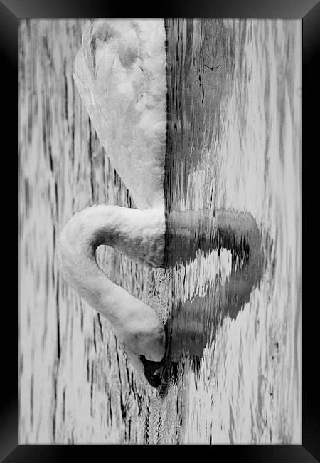 heart swan reflection Framed Print by Jade Scott
