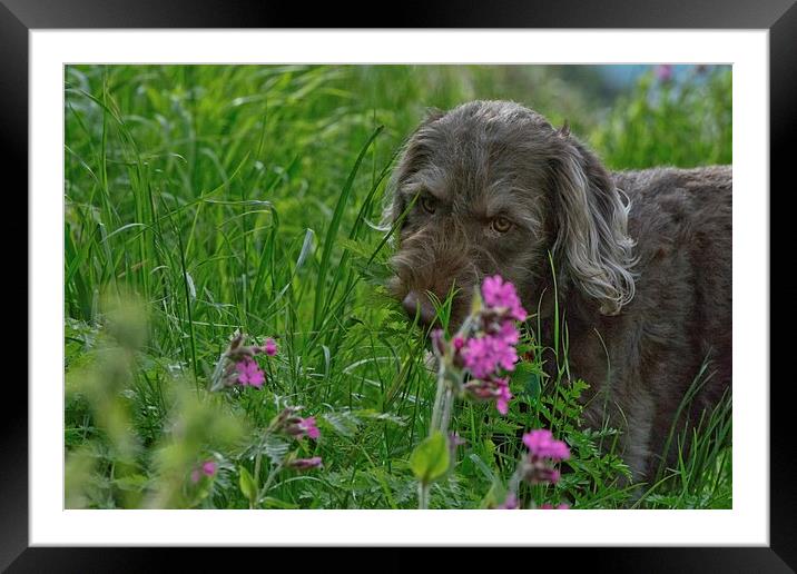 Miniature Labradoodle  Framed Mounted Print by Drew Porch