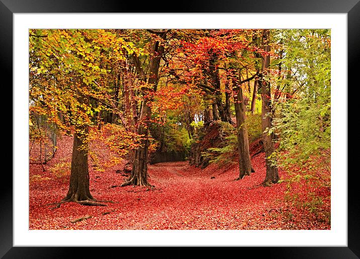  Haigh Hall in the autumn Framed Mounted Print by Rob Medway