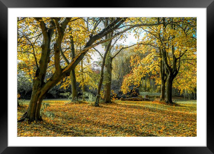 Autumn colours Framed Mounted Print by tim miller