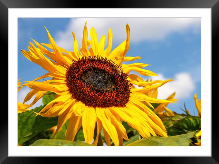 giant sunflower Framed Mounted Print by tim miller