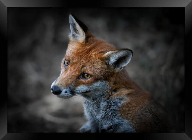 A close up of a fox Framed Print by tim miller
