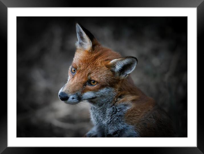 A close up of a fox Framed Mounted Print by tim miller