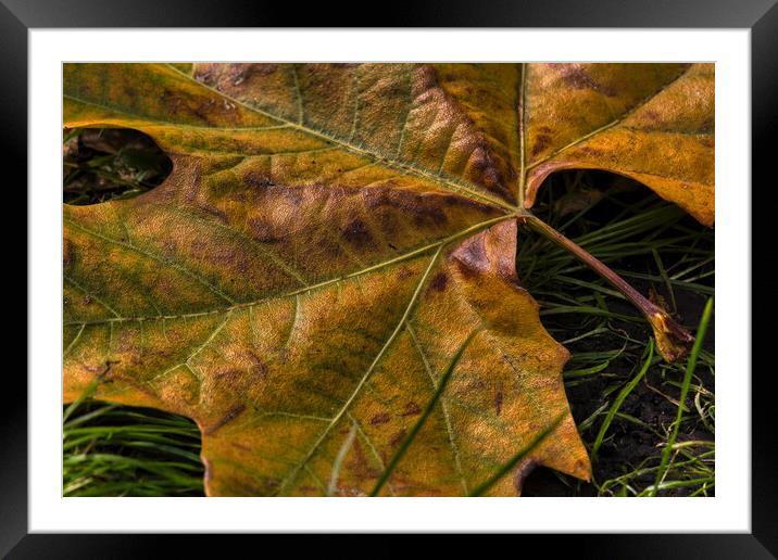 Abstract  Framed Mounted Print by tim miller