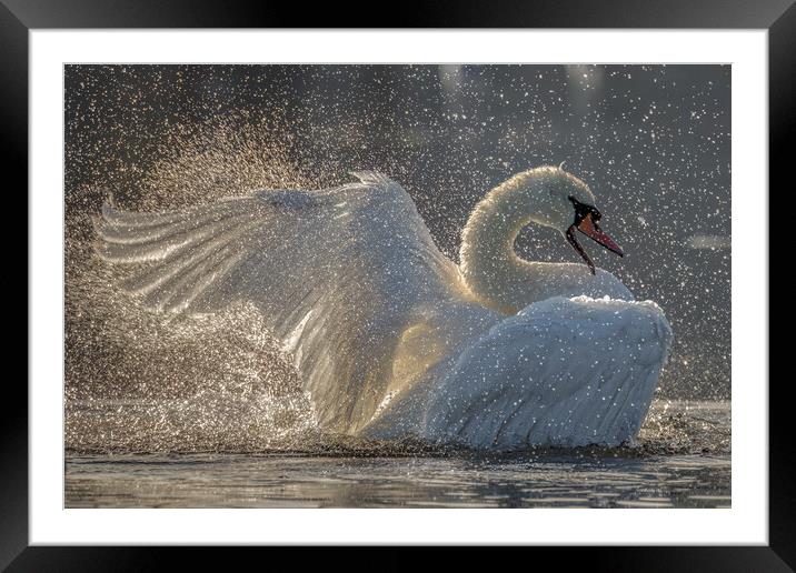 swan lake Framed Mounted Print by tim miller