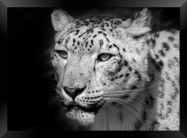 Snow leopard portrait Framed Print by tim miller