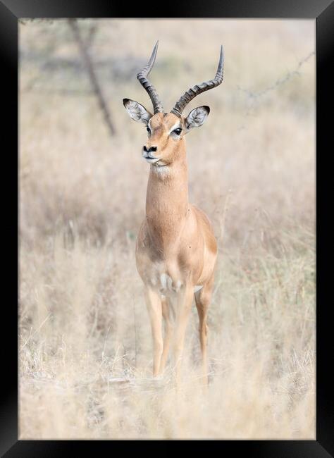 Impala staying alert Framed Print by tim miller