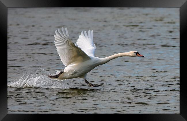 Swan Landing on water Framed Print by tim miller