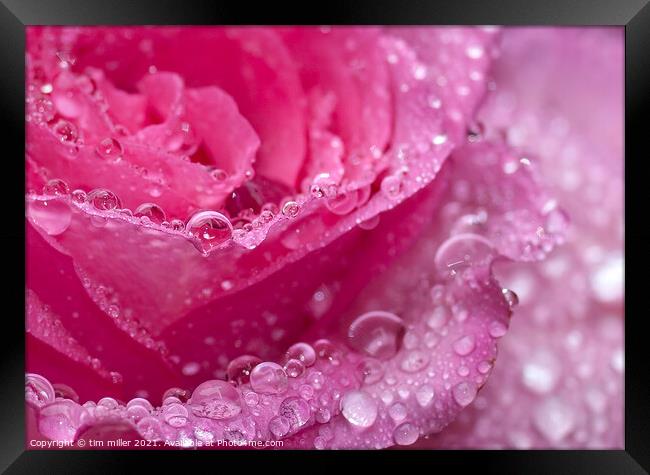 water droplets on a rose Framed Print by tim miller