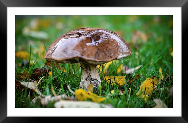 Suillus Luteus  Framed Mounted Print by angie hackett