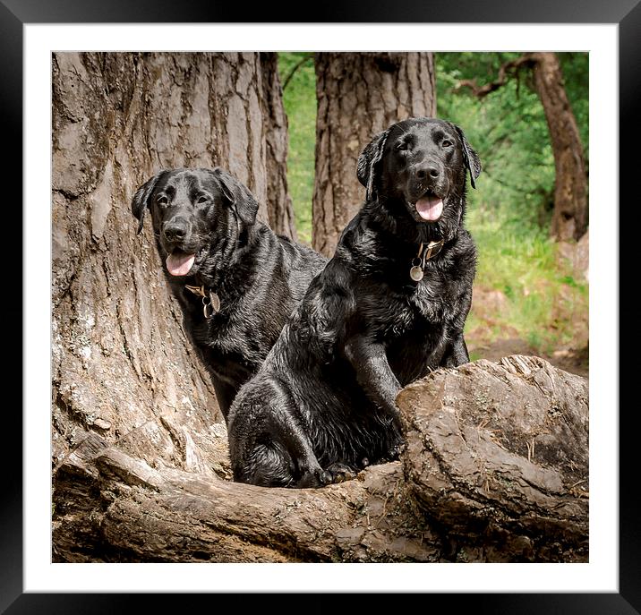  Posing Labradors Framed Mounted Print by angie hackett