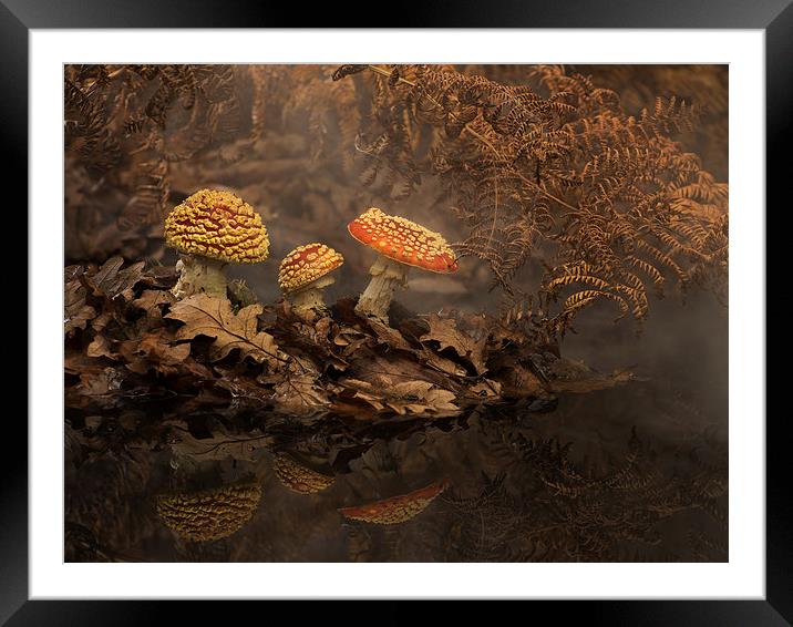  Fly Agaric in the mist Framed Mounted Print by paul hudson