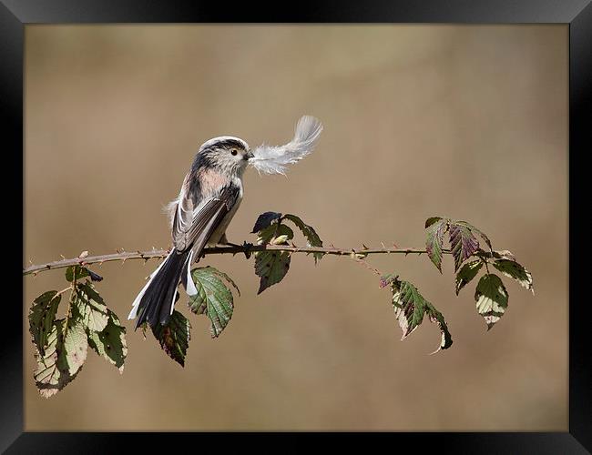  long tail tit with feather Framed Print by paul hudson