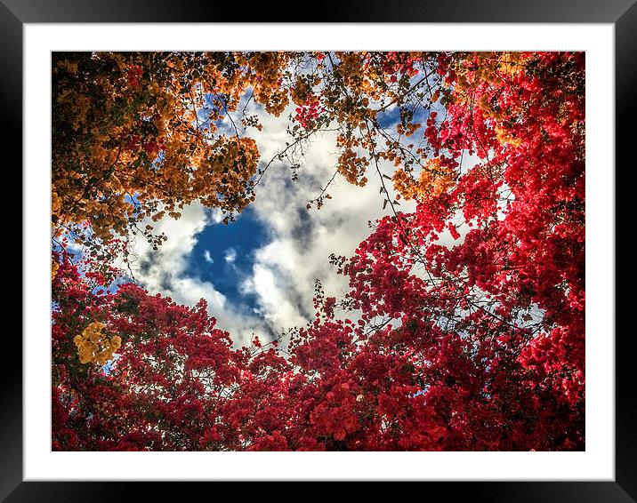  Through the Trees Framed Mounted Print by Naylor's Photography