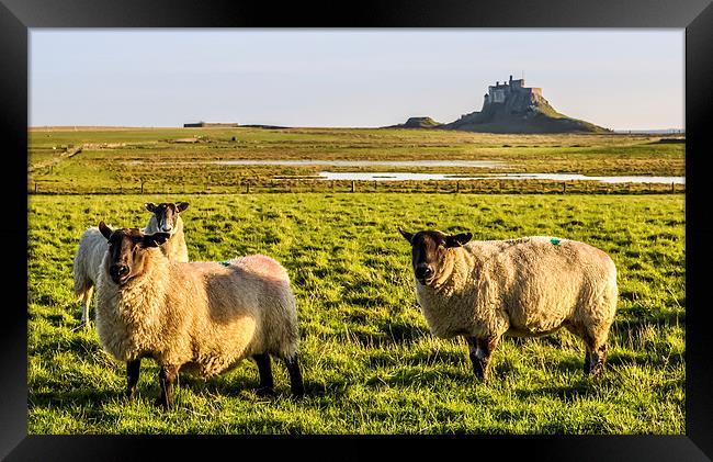Lindisfarne Sheep Framed Print by Naylor's Photography