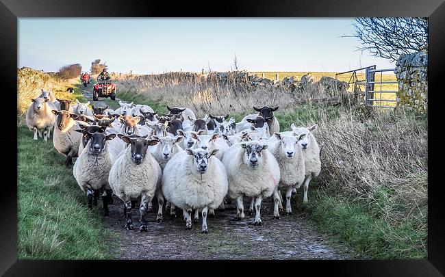  Farmer moving his Sheep Framed Print by Naylor's Photography