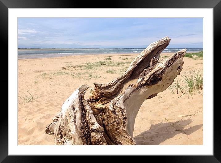  Driftwood Bay Framed Mounted Print by Naylor's Photography