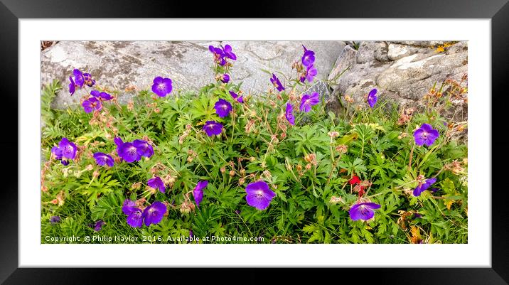 Wild Flowers on the Western Isles Framed Mounted Print by Naylor's Photography