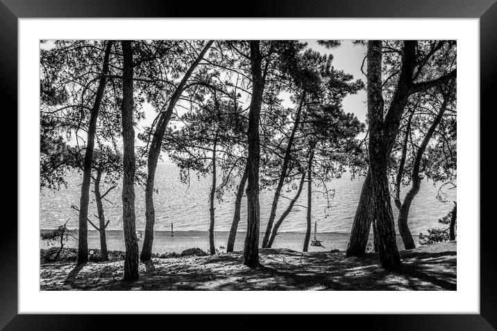 The Trees of Skala.................. Framed Mounted Print by Naylor's Photography