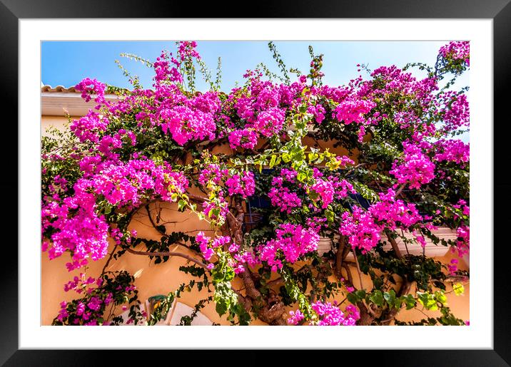 Photo of Assos - Bougainvillea Framed Mounted Print by Naylor's Photography