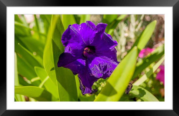 Pretty Purple Petunia............ Framed Mounted Print by Naylor's Photography
