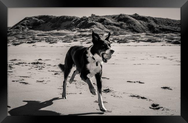 Border Collie on the Beach............ Framed Print by Naylor's Photography