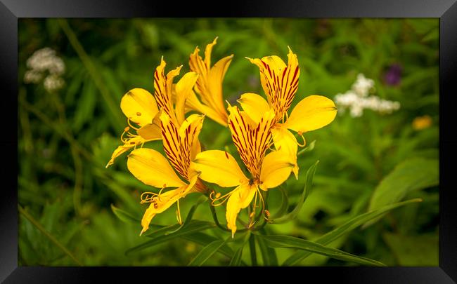 Lily of the Incas Framed Print by Naylor's Photography