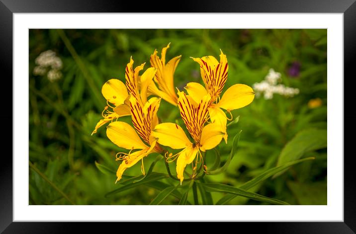 Lily of the Incas Framed Mounted Print by Naylor's Photography