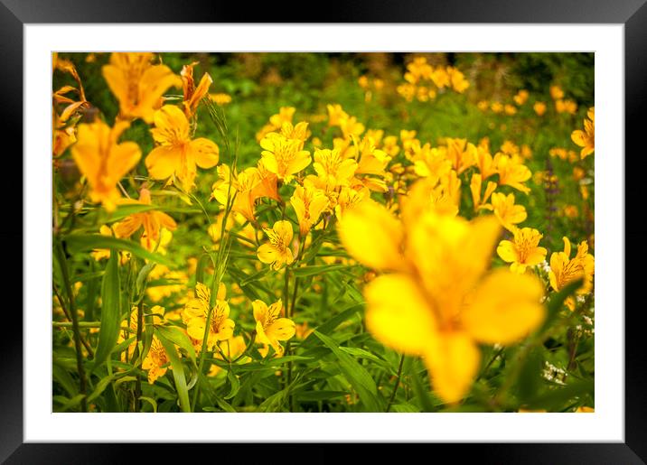Lovely Lilly of the Incas Framed Mounted Print by Naylor's Photography