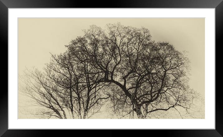 Tree Digital Art  Framed Mounted Print by Naylor's Photography