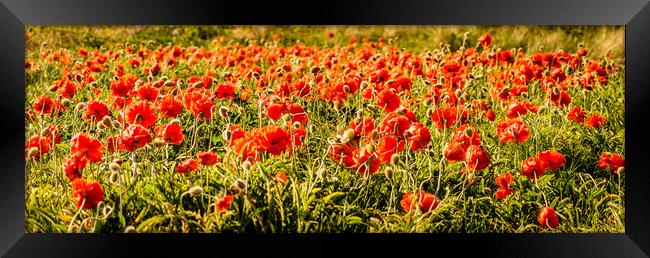 Poppies dancing in a field Framed Print by Naylor's Photography