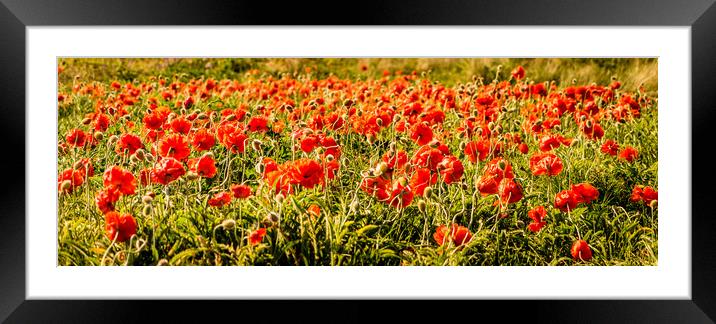 Poppies dancing in a field Framed Mounted Print by Naylor's Photography