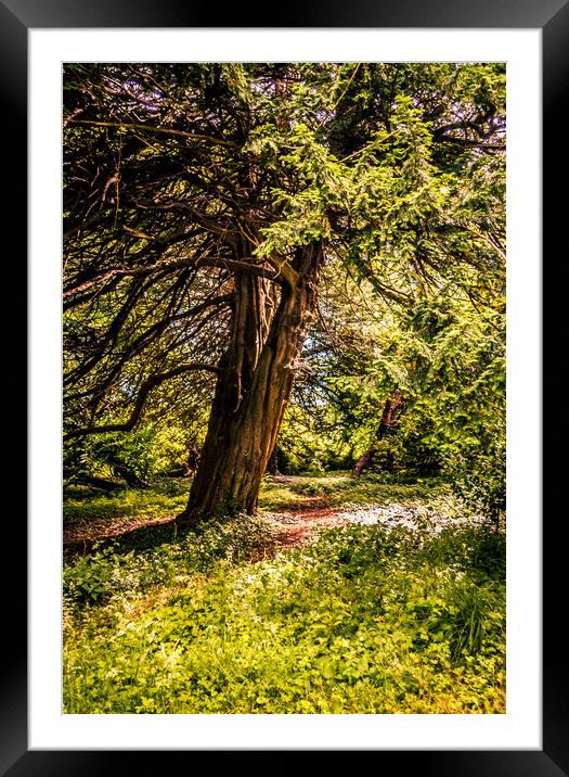 A Walk through the Trees Framed Mounted Print by Naylor's Photography