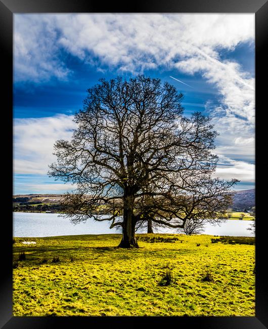 Portrait of a Lake district tree Framed Print by Naylor's Photography