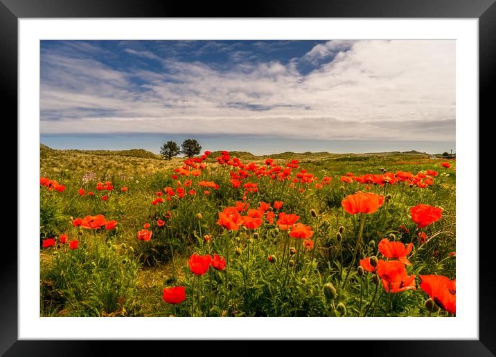 The Bamburgh Poppies Framed Mounted Print by Naylor's Photography