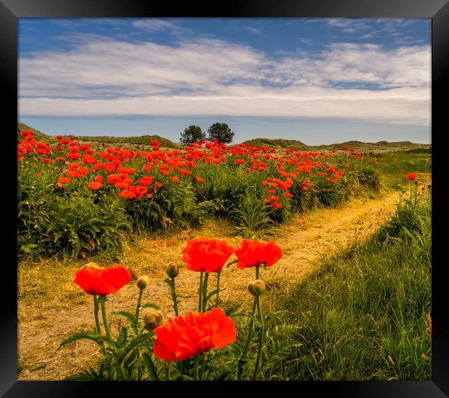 Pathway to the Poppies Framed Print by Naylor's Photography
