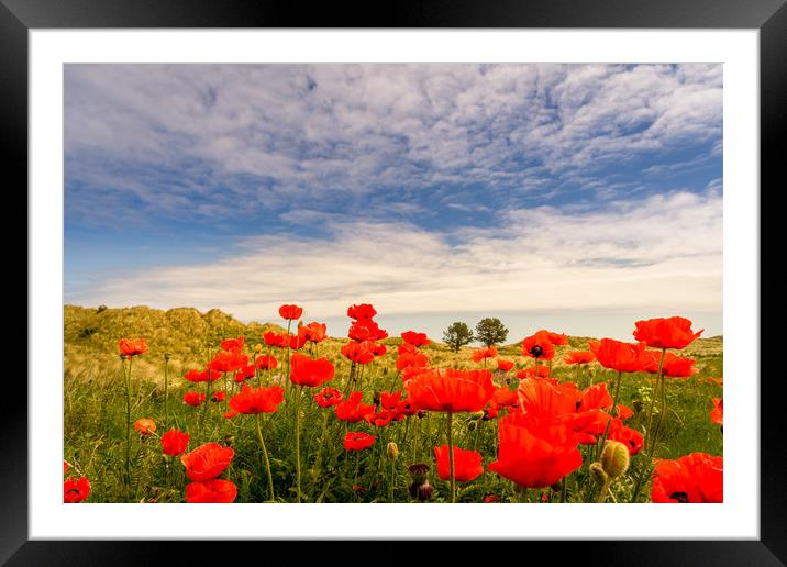 Poppy fields of Bamburgh Framed Mounted Print by Naylor's Photography